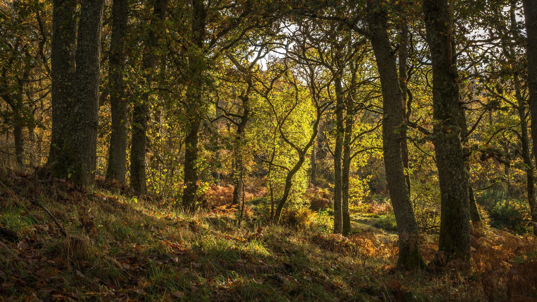 pień drzewa szkocja las drzewa natura