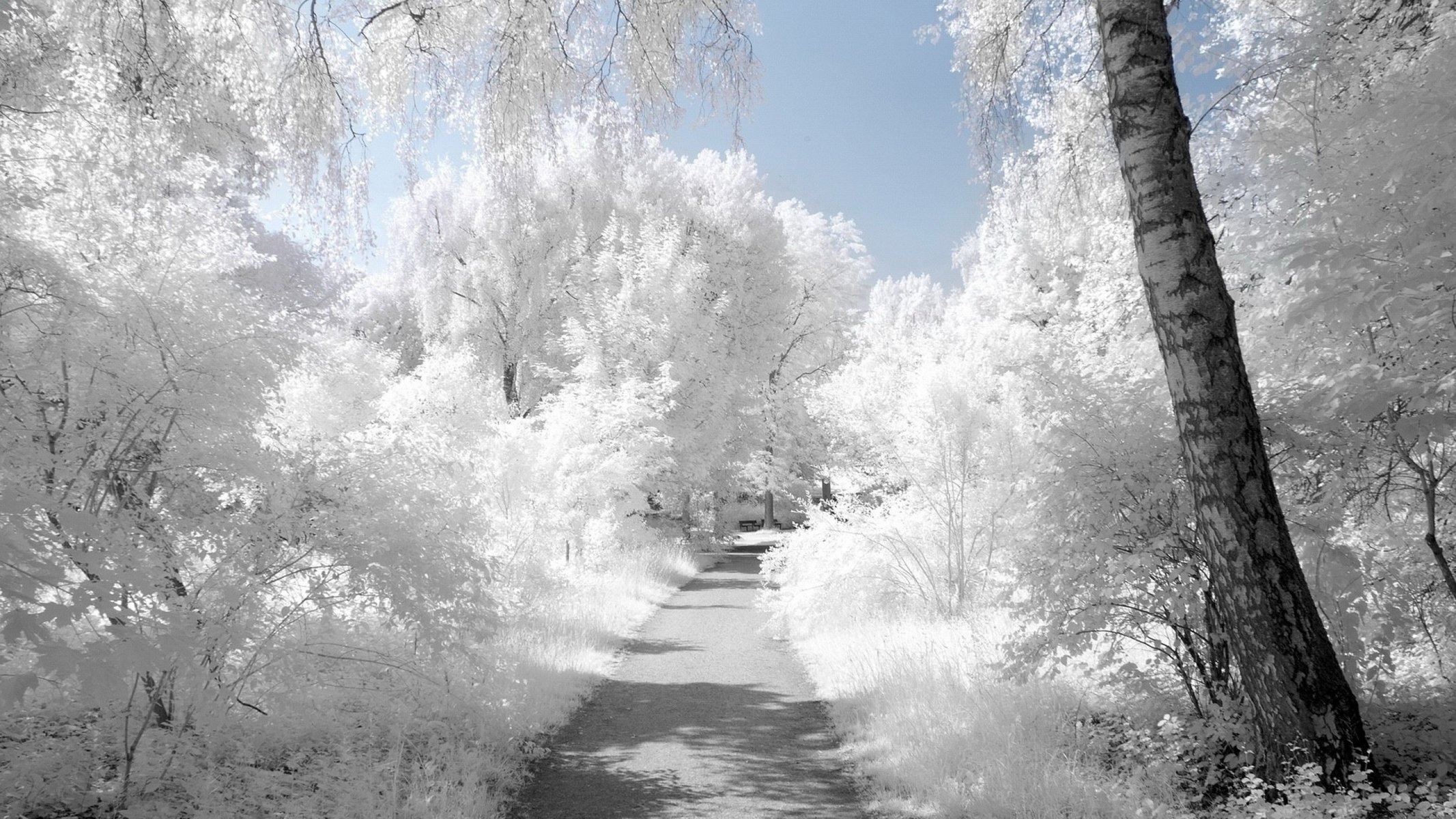 abedul escarcha nieve blanco árboles carretera