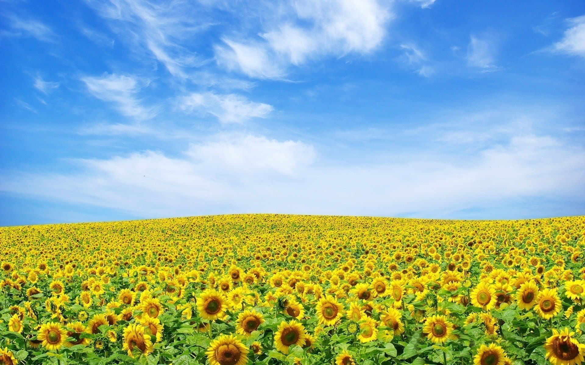 ukraine sommer sonnenblumen himmel