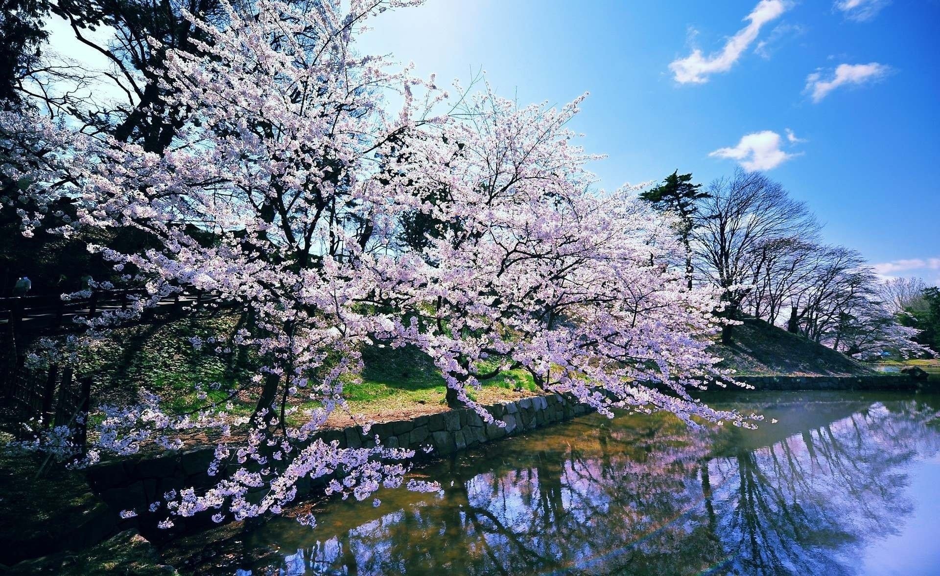 primavera lago fioritura