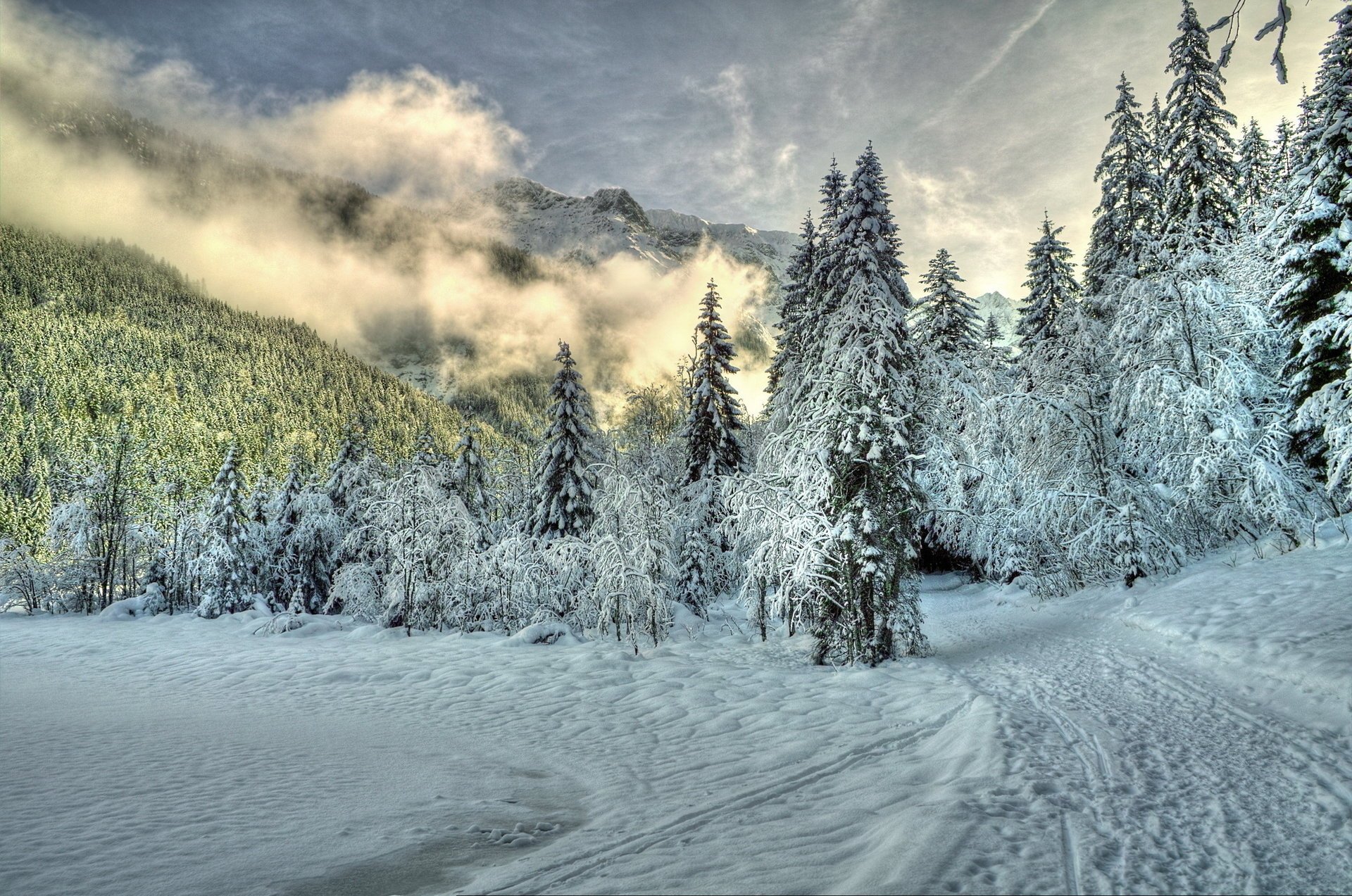 fog forest clouds trees snow trail nature winter