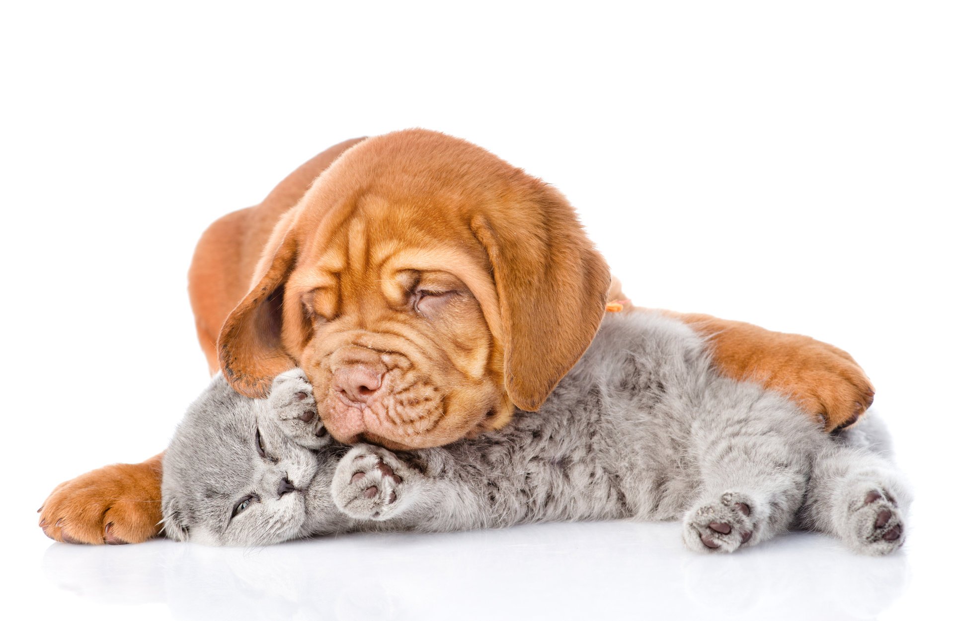 dogue de bordeaux chien chat britannique photo positif fond clair