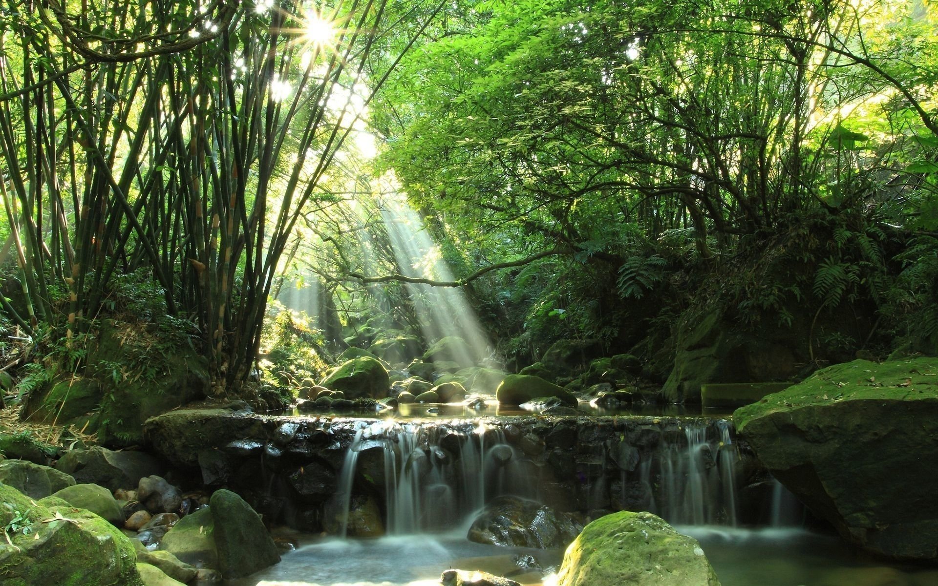 wald fluss sommer strahlen