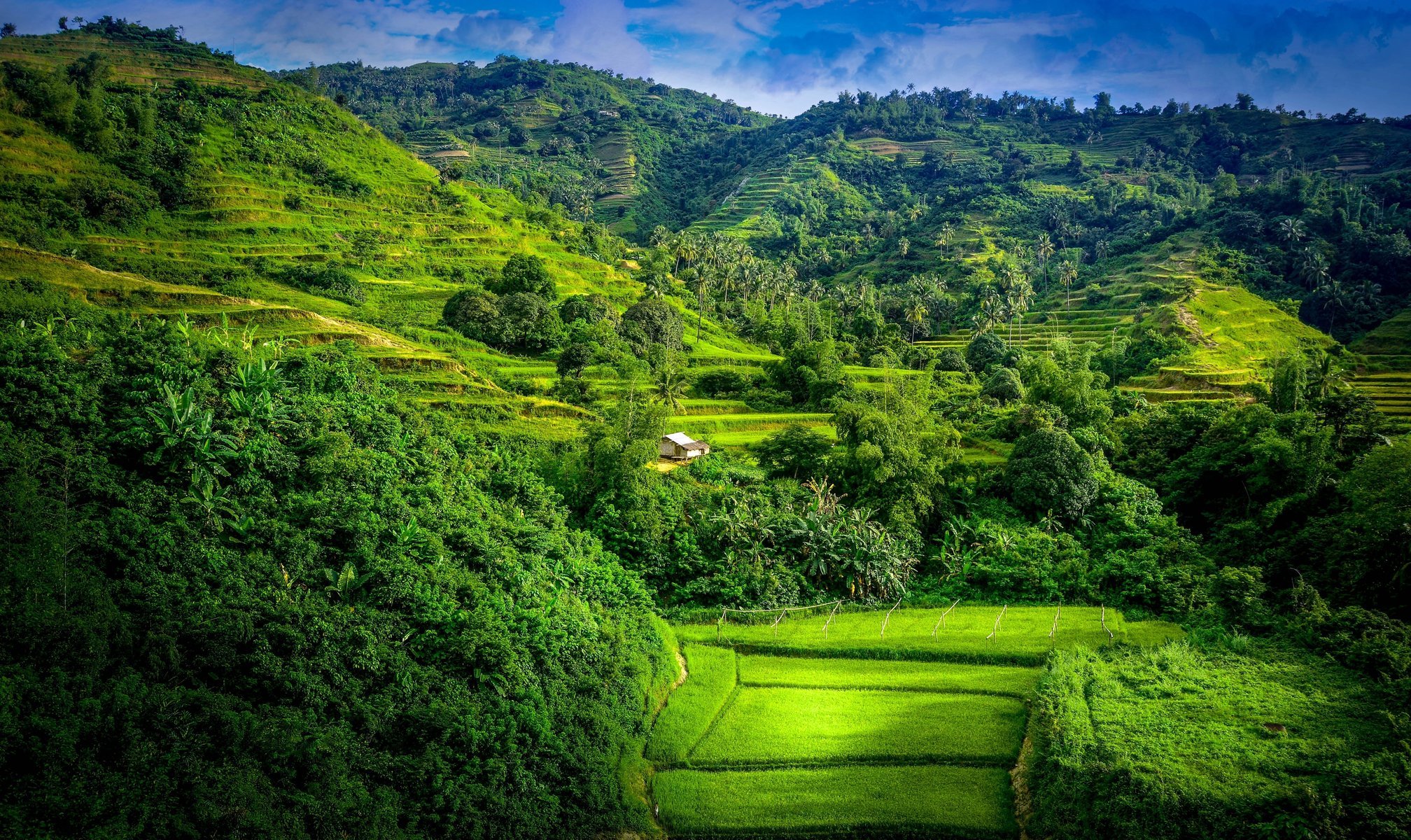 mountains field summer landscape