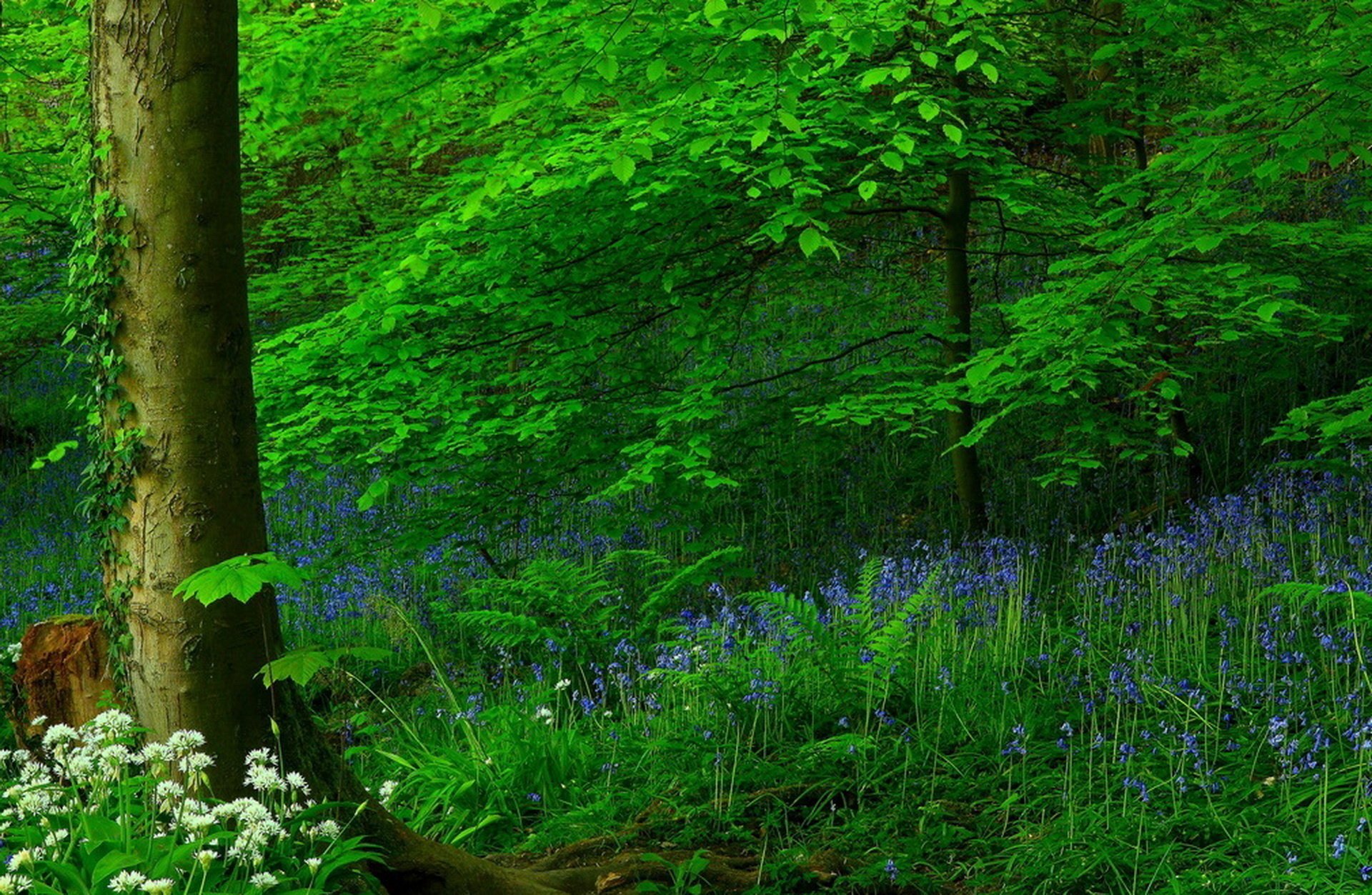 fleurs forêt été