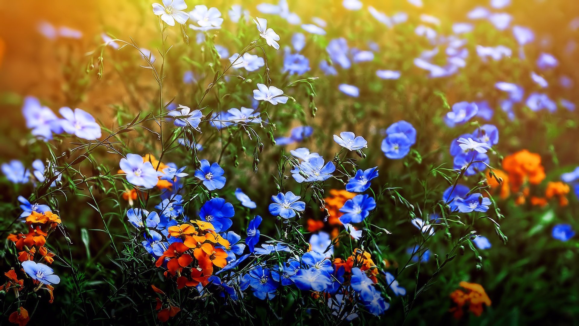 blumen wiesen feld sommer