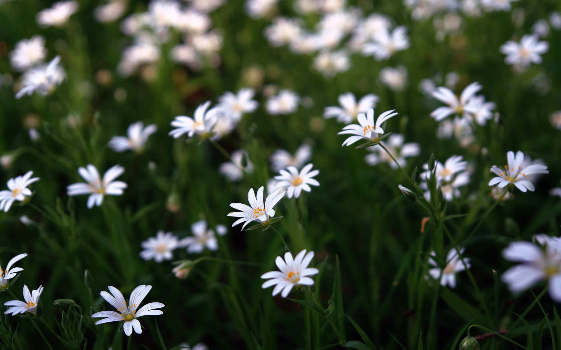 wildflowers chamomile macro