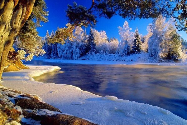 Fiume ghiacciato su uno sfondo di alberi innevati