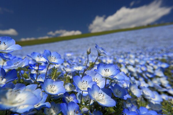 Champ de fleurs doucement bleues