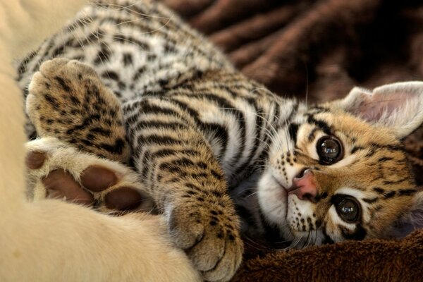 The shaggy leopard looks surprisingly gentle