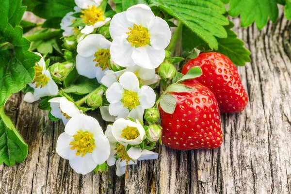 Weiße Erdbeerblüten mit Frucht