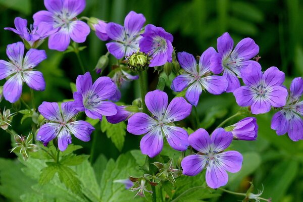 Lila Blüten Nahaufnahme