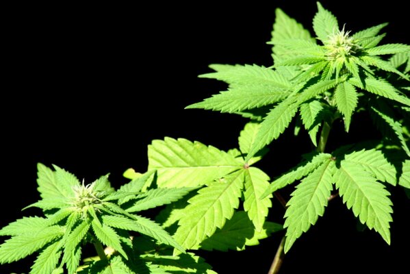 Green leaves of a plant on a black background