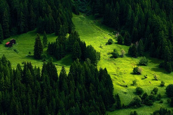 Buildings in the coniferous forest in summer