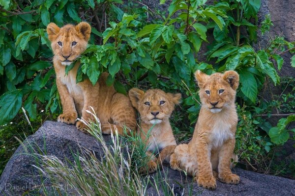 Cuccioli di leone da un orgoglio nella fauna selvatica