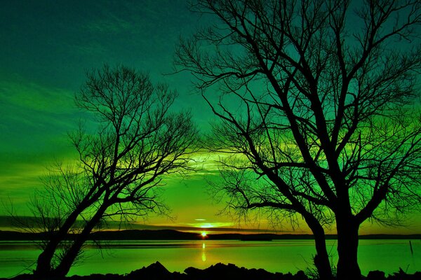 Coucher de soleil vert à travers les arbres