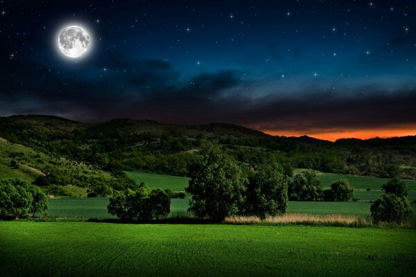 Schöner Wald und Sternenhimmel in der Nacht