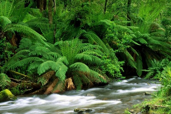 Ferns on the background of a fast-flowing river