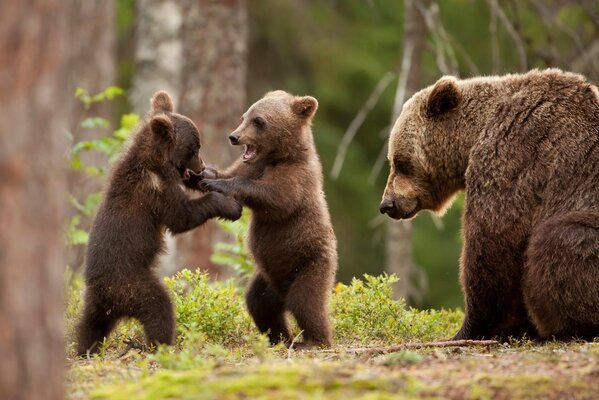 Three bear cubs are playing