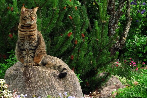 Gato con bigote rayado medita en una piedra cálida