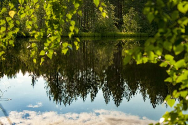 Lac miroir dans la forêt d été