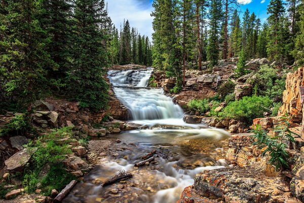 Fiume tra i boschi. Natura