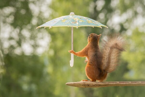 Das rothaarige Eichhörnchen versteckte sich vor dem Regen unter dem Regenschirm