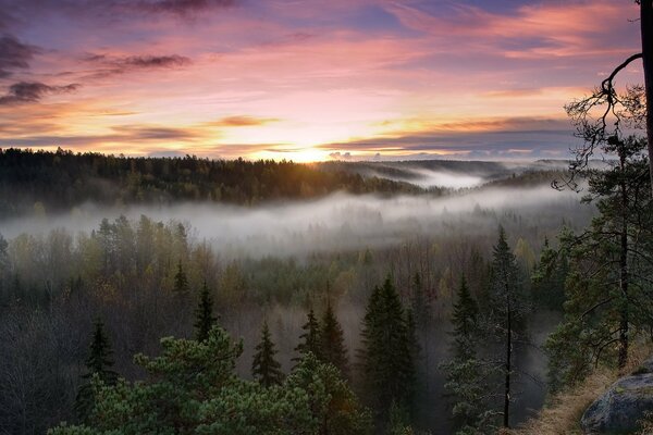 Dichter Nebel über dem Nadelwald