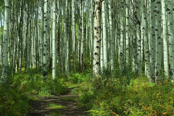 Summer landscape of birch grove