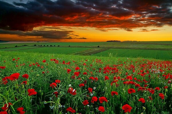 Tramonto tempestoso su un campo di papaveri