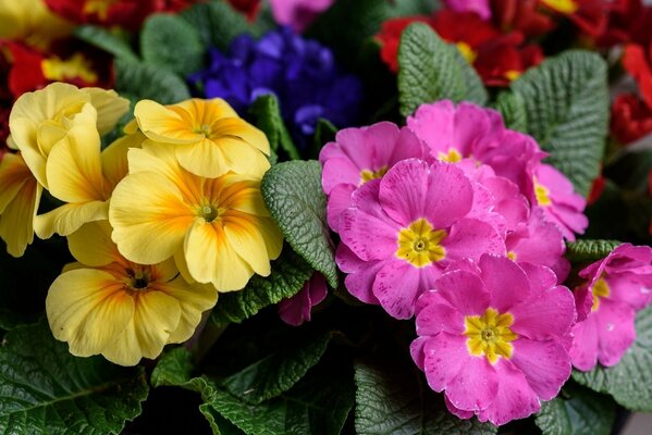 Bellissimi fiori gialli e rosa