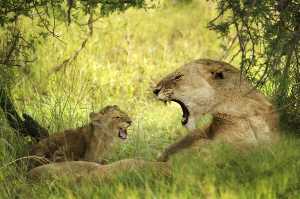 Lioness and cub communicate on vacation