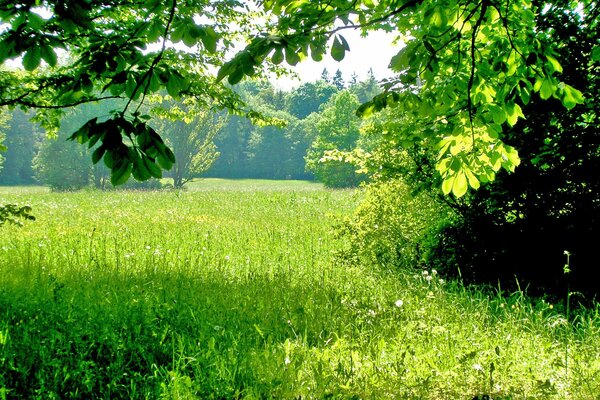 Sunlight illuminates the green grass and trees