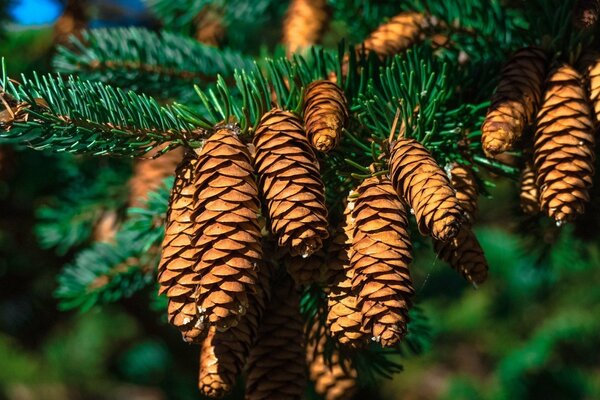 Big cones on a spruce branch