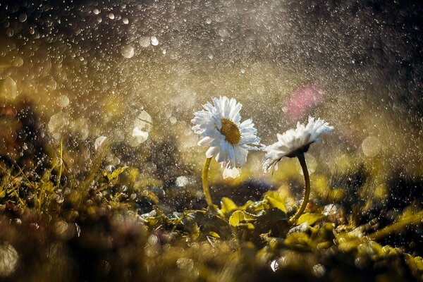 Daisies in rainy weather in macro photography