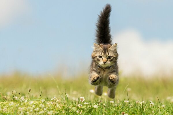 A kitten running briskly on the grass