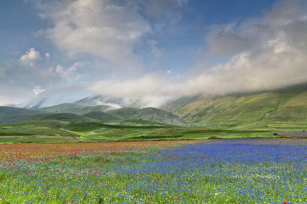 Champ bleuet au pied des montagnes