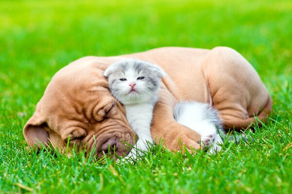 Cane bulldog che dorme con un gattino