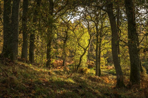 Bäume in einem verzauberten Wald in Schottland