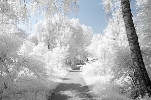 Arbres blancs et la route au loin