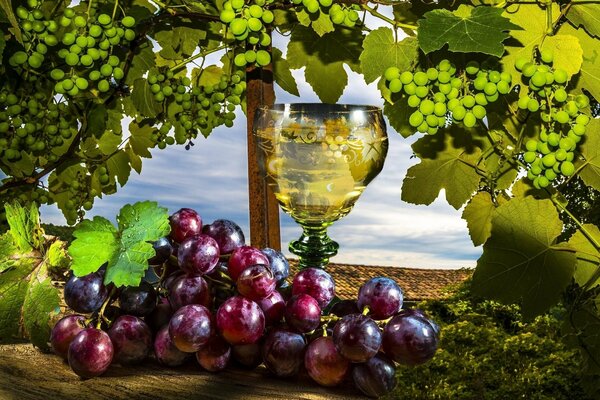 Still life white wine and red grapes