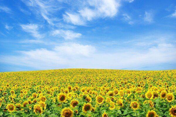 Una radura di girasoli simile alla bandiera Dell Ucraina