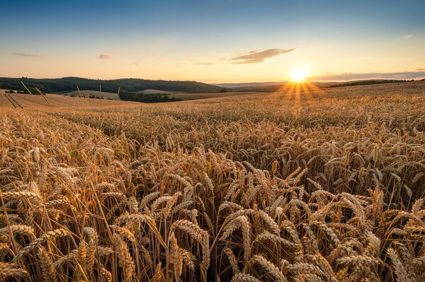 Amanecer de verano sobre un campo de trigo