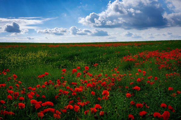 Viele rote Mohnblumen bei sonnigem Wetter