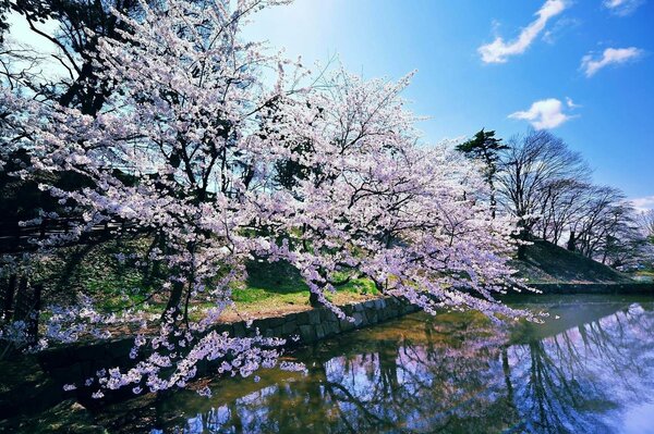 Against the background of a blue sky, a cherry blossom is looking into the water