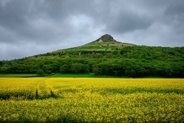 Yellow field on the background of a green mountain