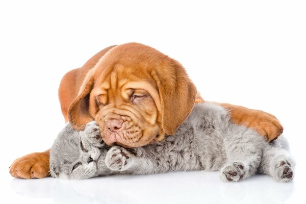 Perro durmiendo con un gatito gris