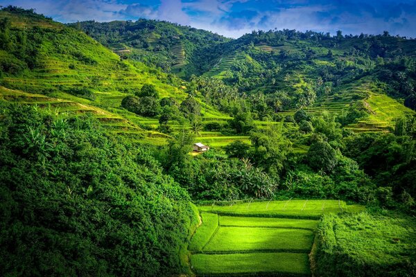 Fields in the mountains and a small house