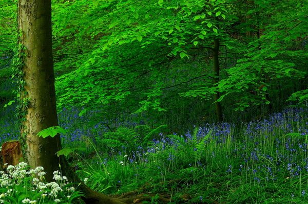 Grüner Wald. Blaue Blumen