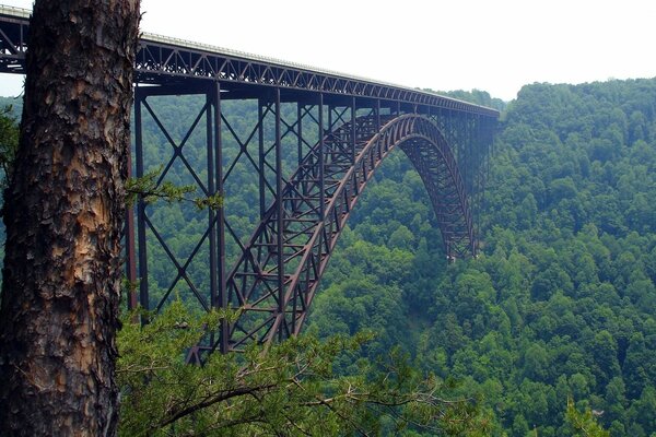 Most nad przepaścią tonie w letnim lesie